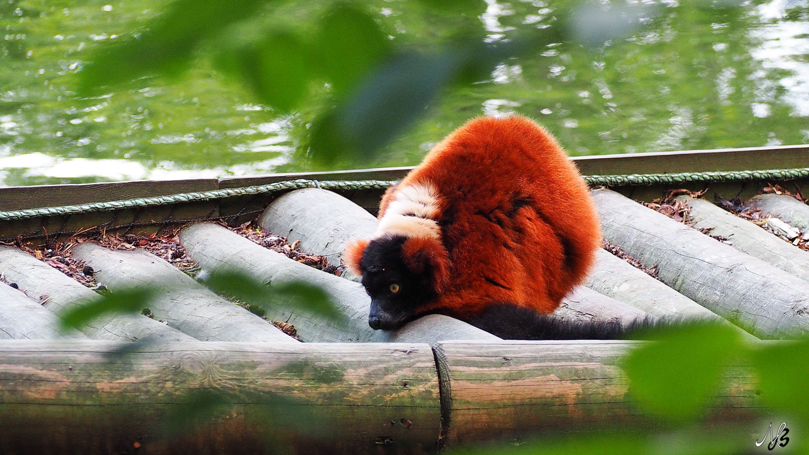 Mehr über den Artikel erfahren Zoo Dublin