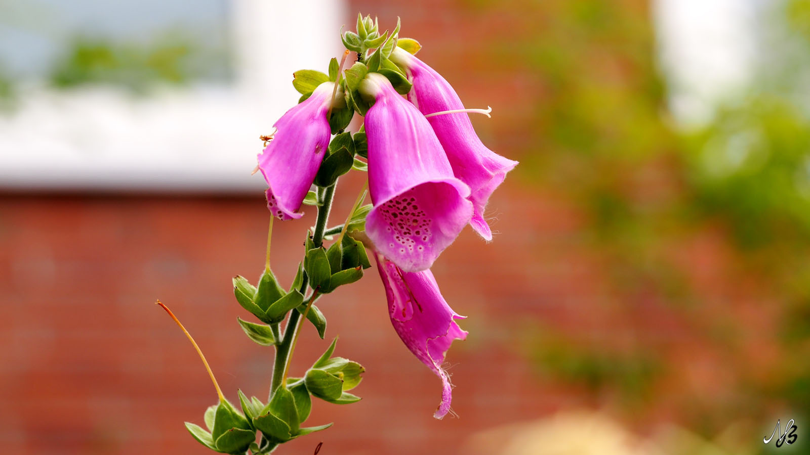 Mehr über den Artikel erfahren Die ersten Blumen