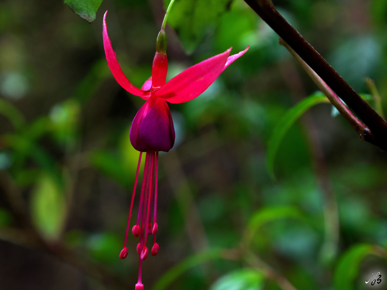 Mehr über den Artikel erfahren Botanischer Garten