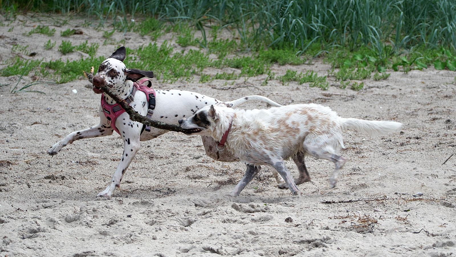 Mehr über den Artikel erfahren Hunde am Strand